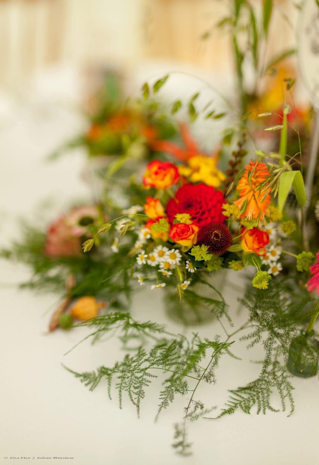 Daises with red and yellow flowers